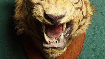 Rare furniture, tigers’ heads and ancient sharks’ teeth to feature in Sheppard’s sale