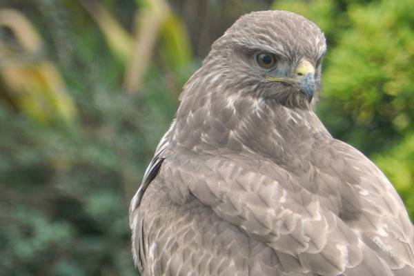 This beauty tried to steal the cat’s dinner. Is it a buzzard? Readers’ nature queries