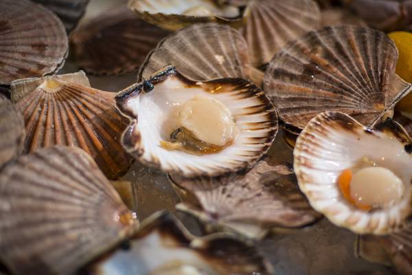 JP McMahon: Why is it illegal to hand-dive for scallops?