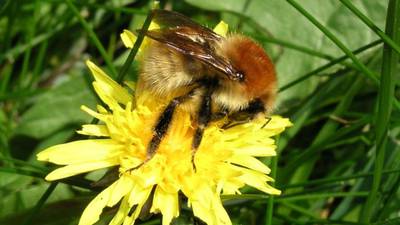 Irish scientists part of €9m project to investigate bee population decline