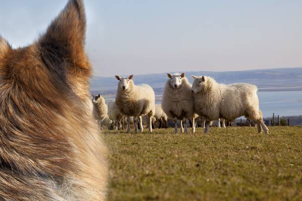 Hillwalkers urged to leave dogs at home after sheep attacked