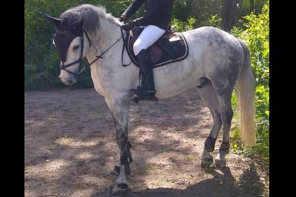 Co Kerry man’s ‘slaughtered’ pony turns up 2,000km away in Sweden