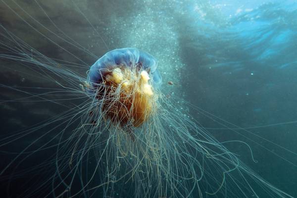Ireland’s jellyfish: Before you swim in the sea this summer, check this guide to their stings