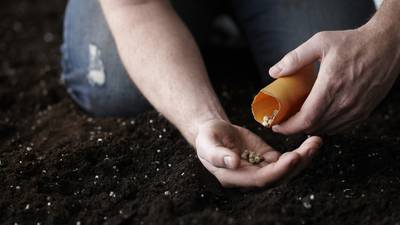 Secrets of growing from seed: 10 tips to get your garden going