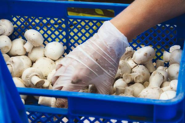Mushroom farm must pay worker €15,000 over minimum wage breach