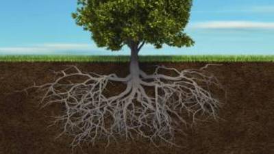 Irish Roots: genealogy overdose