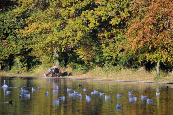 Dog attacked and killed by swan in Dublin’s Bushy Park