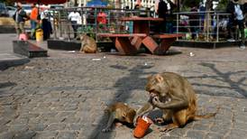 India’s capital loses its decades-long battle with thousands of monkeys