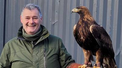 ‘Best present ever’: Missing golden eagle found by owner in Co Wicklow