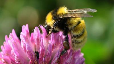 A third of all bee species in Ireland could be extinct by 2030