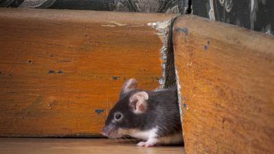 Rodent season: ‘If you can poke a biro through a hole, a mouse can get in’