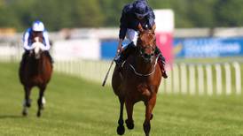 Rhododendron blooms for Aidan O’Brien at Newbury
