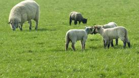 No-deal Brexit could ‘decimate’ NI’s lamb industry, says DUP MP
