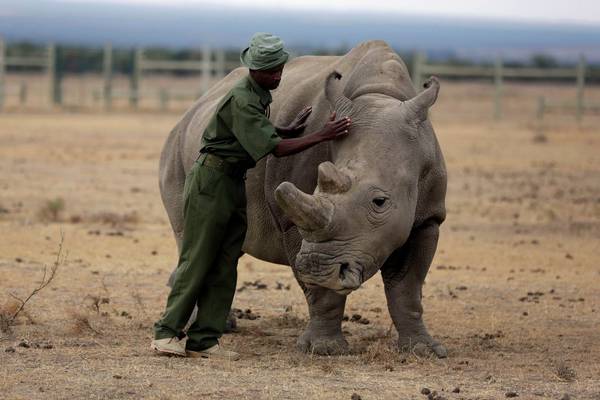 White rhino species could be saved through IVF