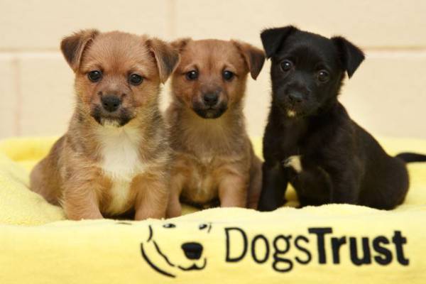 Puppies abandoned in box on roadside in Dublin after Christmas