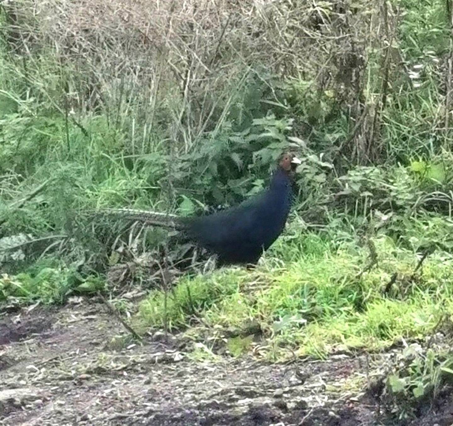 I saw a black pheasant recently. Are they rare, as I've never spotted one before?
Louise Cribbin Dublin 18
This pheasant is a melanistic individual, most likely released as part of a captive-reared batch for hunting purposes. Niall Hatch of Birdwatch Ireland says that inbreeding is quite common in captive pheasant stocks, which can lead to a greater chance of genetic abnormalities. White pheasants are quite often reported, but these melanistic birds are seen occasionally too.