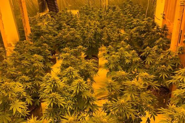 Five arrested as cannabis valued at €289,000 seized in northwest