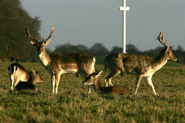 Public asked not to feed or take selfies with Phoenix Park deer