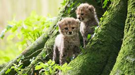 Three Northern cheetah cubs born at Fota Wildlife Park