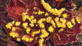 Another Life: The strange world of slime mould, ‘dog vomit’ and Ebola