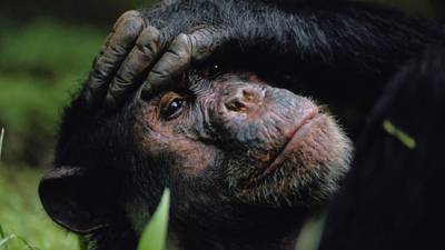 Kenya refuses refuge to chimps from Ebola-hit Liberia