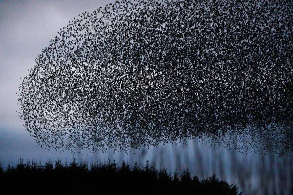 Murmurations of starlings can give us all a lift in dark January