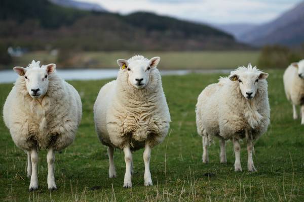 Leaving Cert agricultural science: Students tested on topics ranging from soil to sheep