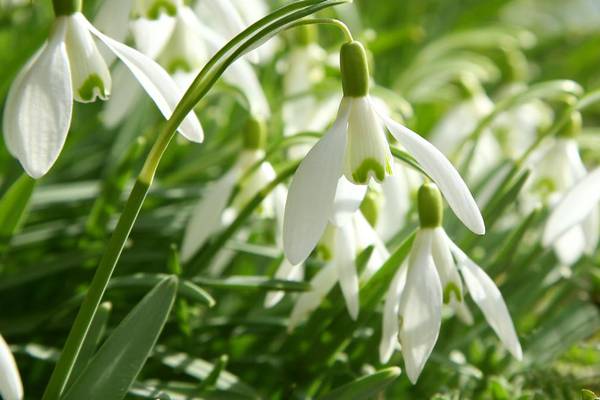Shake off the winter blues with a snowdrop hunt