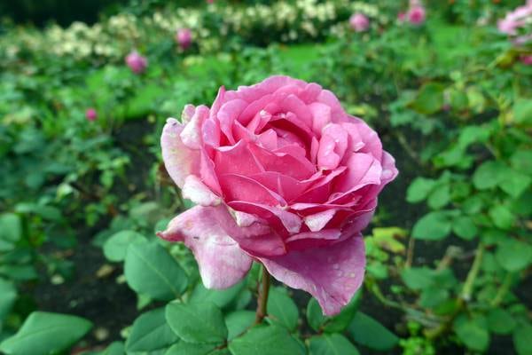 Your gardening questions answered: Have I killed my rose?