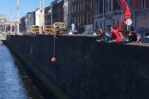 Ya gotta be kitten? Cat pulled alive from Liffey by passersby