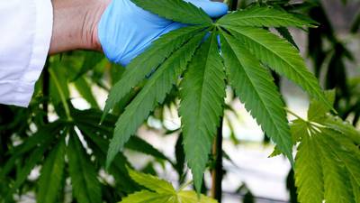 Man claims cannabis grown to help treat his diabetic condition