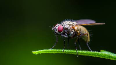 Study of fruit fly cells may have relevance for human infertility – NUIG research