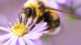 UK backs EU ban on bee-harming pesticides
