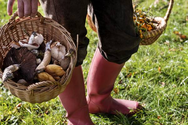 Rosita Boland: The road trip that turned me into a born-again forager