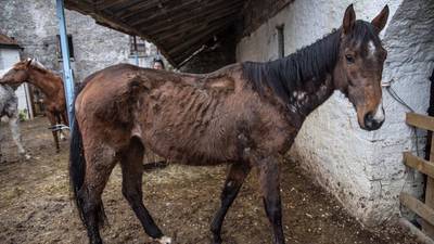Racehorse bought for £240,000 abandoned in Cork barn