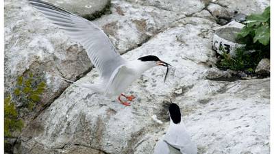 Tern fights back with a little help from some friends but their survial is far from certain