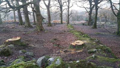 Coillte defends  tree-felling at Hellfire Club in Dublin mountains