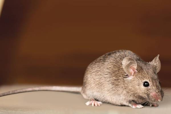 Dublin 4 restaurant closed after live mouse found in kitchen