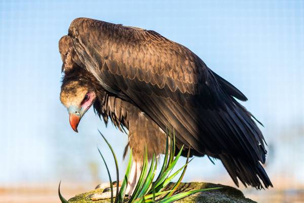 Tayto Park banks on vulture fun as two chicks born
