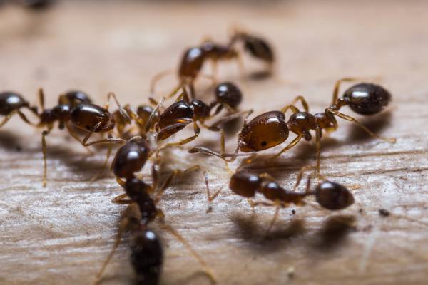 ‘Ants on her desk’: How some students were awarded ‘estimated grades’