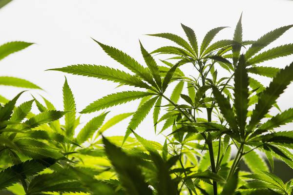 Herbal cannabis worth €3.2m seized in Co Meath raid