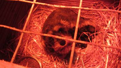Puppy farm owners making ‘huge profits’ from ‘horrific cruelty’
