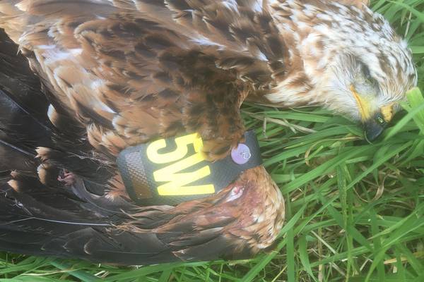 Endangered red kite discovered shot dead in Co Down