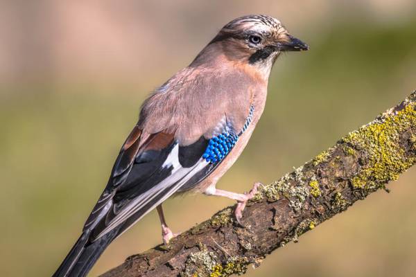 A bird to look up to – Frank McNally on a lesser-spotted but gifted member of the crow family, the jay