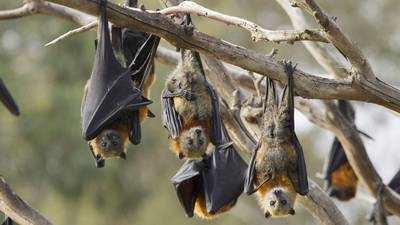 Council failed to consider impact of centre on Malahide bats, court told