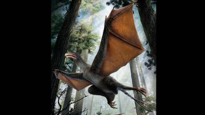 Newly discovered bat-like dinosaur not an ‘accomplished flyer’