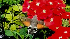 Hummingbird hawk moths beat their wings so fast they appear as a brownish blur