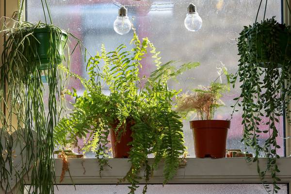 Houseplants: Where to buy them in Ireland, and the best apps for keeping them alive