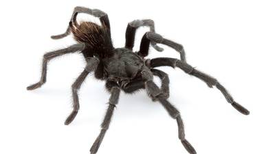Folsom Prison bugs: New spider named after Johnny Cash