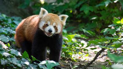 Celebration as rare red panda twins born in Dutch zoo